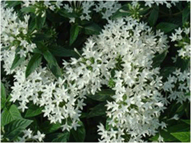 Pentas